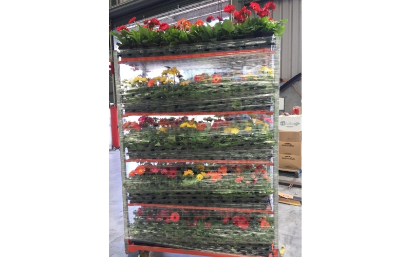 呼吸纏繞膜在鮮花行業(yè)應用